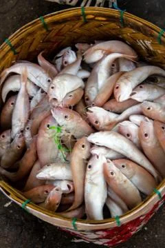 Fresh fish Stock Photos