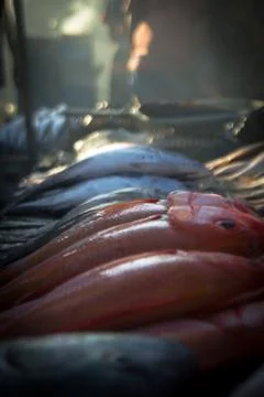 Fresh fish Stock Photos