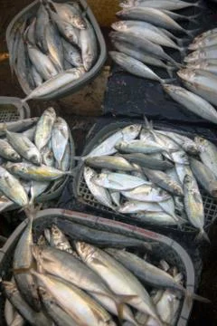 Fresh fish Stock Photos