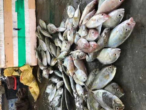 Fresh Fish Stockfoto's