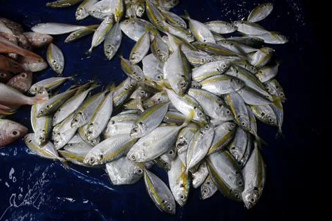 Fresh fish Stock Photos