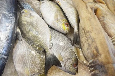 Fresh fish Stock Photos