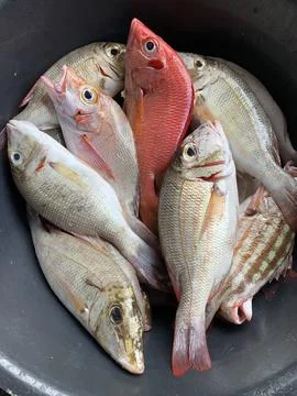 Fresh fish Stock Photos