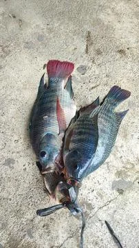 Fresh fish Foto stock