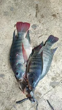 Fresh fish Foto stock
