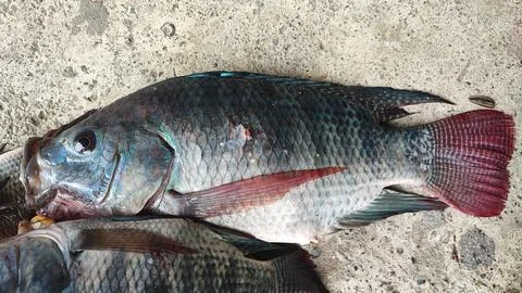 Fresh fish Stock-Fotos