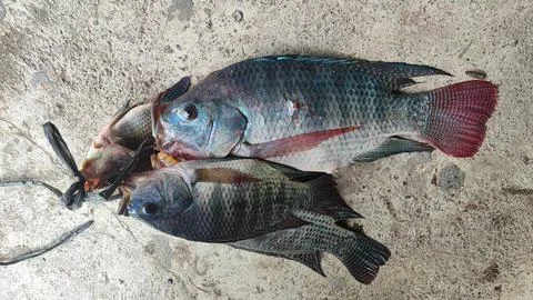 Fresh fish Stock-Fotos