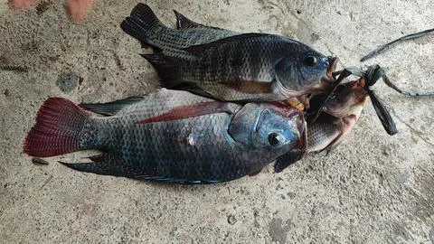 Fresh fish Stock-Fotos