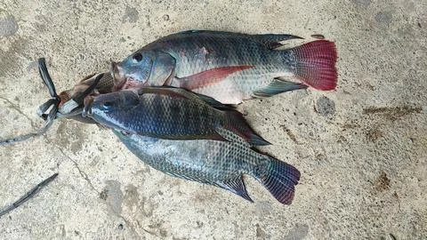 Fresh fish Foto stock