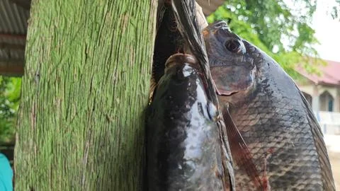 Fresh fish 写真素材