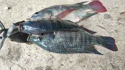 Fresh fish Foto stock