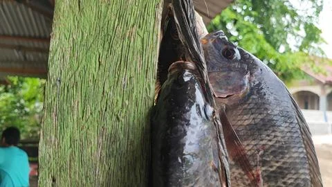 Fresh fish Foto stock