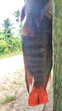 Fresh fish Foto stock