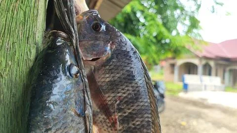 Fresh fish Foto stock