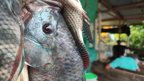 Fresh fish Foto stock