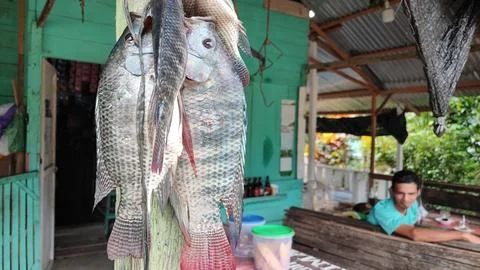 Fresh fish Foto stock