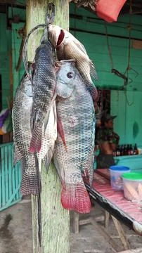 Fresh fish 写真素材