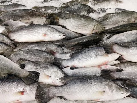 Fresh fish Stock Photos