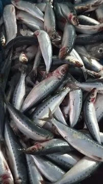 Fresh fish Stock-Fotos