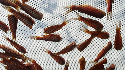 Fresh fish is placed on the plastic nets under sunlight to keep the fish dry. Stock Footage 219840834