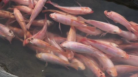 Fresh fish in the pond ready to be harvested. Fish Stock Footage 237976037