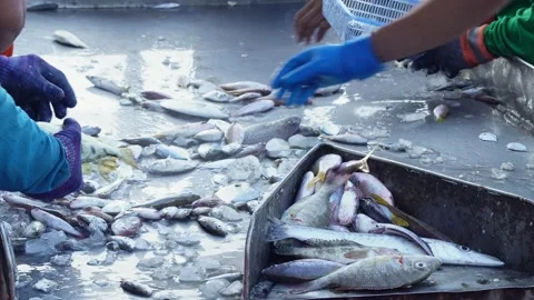 Fresh fish preparation process in a traditional fishery Stock-Footage 331488258