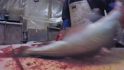 Fresh fish processing. Vídeos de archivo 94935390