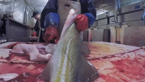 Fresh fish processing. Stock Footage 94935721