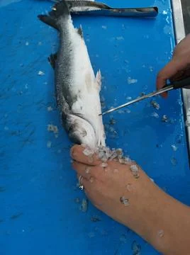 The fresh fish is professionally cleaned under running water by a fishmonger Stock Photos