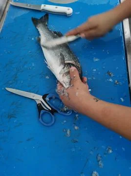 The fresh fish is professionally cleaned under running water by a fishmonger Stock Photos