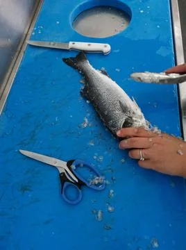 The fresh fish is professionally cleaned under running water by a fishmonger Stock Photos