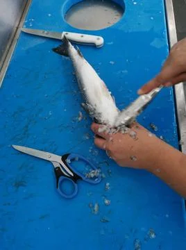 The fresh fish is professionally cleaned under running water by a fishmonger Stock Photos