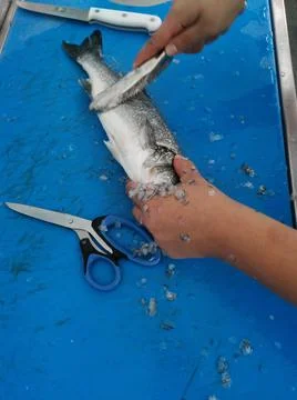 The fresh fish is professionally cleaned under running water by a fishmonger Stock Photos