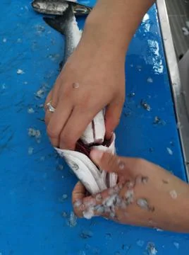 The fresh fish is professionally cleaned under running water by a fishmonger Stock Photos