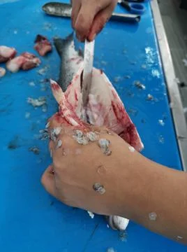 The fresh fish is professionally cleaned under running water by a fishmonger Stock Photos
