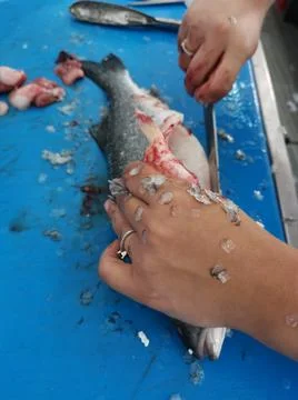 The fresh fish is professionally cleaned under running water by a fishmonger Stock Photos