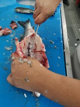 The fresh fish is professionally cleaned under running water by a fishmonger Stock Photos