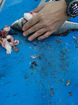 The fresh fish is professionally cleaned under running water by a fishmonger Stock Photos
