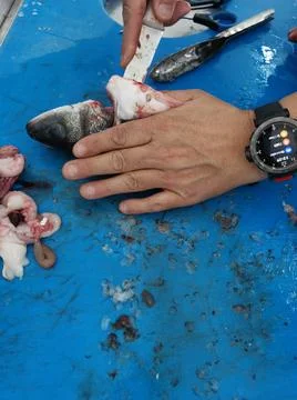 The fresh fish is professionally cleaned under running water by a fishmonger Stock Photos