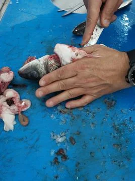 The fresh fish is professionally cleaned under running water by a fishmonger Stock Photos