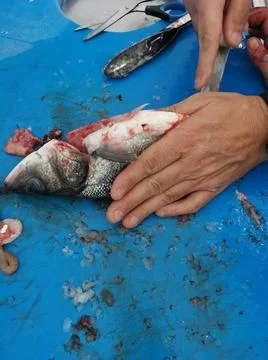 The fresh fish is professionally cleaned under running water by a fishmonger Stock Photos