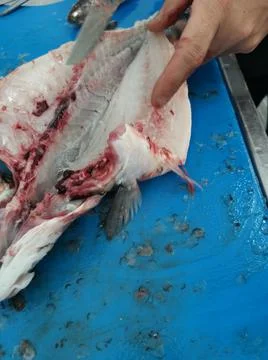 The fresh fish is professionally cleaned under running water by a fishmonger Stock Photos
