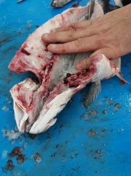 The fresh fish is professionally cleaned under running water by a fishmonger Stock Photos
