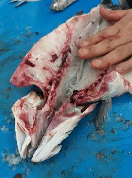 The fresh fish is professionally cleaned under running water by a fishmonger Stock Photos