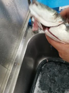 The fresh fish is professionally cleaned under running water by a fishmonger Stock Photos