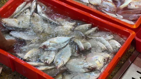 Fresh Fish In Red Crates At Nanfang-ao Fishing Port, Yilan, Taiwan Stock Footage 342819136