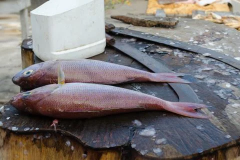 Fresh fish Red Snapper or Threadfin bream before cooking on the cutting table Stock Photos