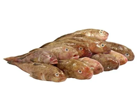 Fresh fish row. Stock Photos