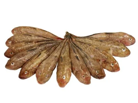 Fresh fish row. Foto stock