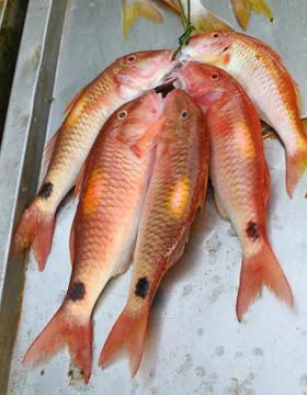 Fresh fish seafood in market Foto stock
